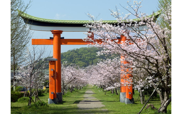 新田八幡桜まつり